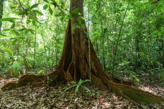 image: Le monde secret des forêts
