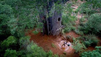 image: Mamody, le dernier creuseur de baobabs
