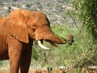 image: Paul O'Grady : l'aventure des grands éléphants