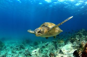 image: World of Oceans